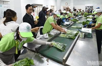 Việt Nam đang làm tốt vai trò lãnh đạo của mình trong chuyển đổi hệ thống lương thực thực phẩm.
