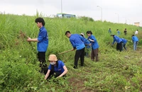 Các thanh niên tình nguyện tham gia phát quang bờ đê.