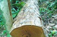 Cây gỗ tự nhiên trong lâm phận rừng phòng hộ Quảng Ninh bị khai thác trái phép. 