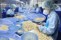 Sản xuất nhân hạt điều xuất khẩu ở một doanh nghiệp thuộc khu công nghiệp tại Phú Yên. (Ảnh VIỆT AN)