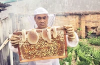 Một “cầu” ong đủ tiêu chuẩn để thu hoạch mật.