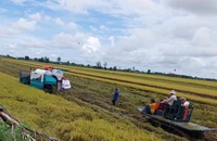 Thu hoạch lúa tại huyện Vĩnh Thạnh, thành phố Cần Thơ. (Ảnh HÀ ANH)