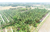Vườn dừa hữu cơ của Công ty TNHH Trà Vinh Farm, thị trấn Tiểu Cần, huyện Tiểu Cần, tỉnh Trà Vinh.
