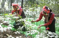 Trồng sâm dưới tán rừng tại bản Sín Chải C, xã Pa Vệ Sủ, huyện Mường Tè, Lai Châu. (Ảnh: TRẦN TUẤN)