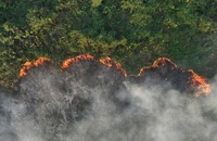 Cháy rừng tàn phá thảm thực vật tại Brazil. (Ảnh: REUTERS)