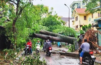 Hà Nội cần có nhiều biện pháp trong việc trồng và chăm sóc hệ thống cây xanh đô thị.