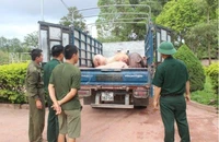 Ảnh minh họa: Tang vật 1.200kg lợn thương phẩm nhập lậu bị Đồn Biên phòng Bắc Sơn bắt giữ. (Nguồn: Báo Biên phòng)