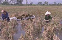 Tranh thủ thời tiết có nắng, nước rút nông dân huyện Kim Bảng xuống đồng thu hoạch lúa mùa