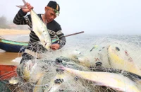 Ngư dân Phan Minh Phương ở xã Đức Trạch, huyện Bố Trạch trúng đậm mẻ lưới với gần 100 con cá bè vàng. (Ảnh: Tiến Thành)