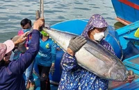 Ngư dân Phú Yên đánh bắt cá ngừ. (Ảnh: TRÌNH KẾ) 