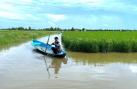 Nông dân xã Trí Lực kiểm tra tôm sú nuôi xen canh trong ruộng lúa trước khi thu hoạch.