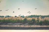 [Ảnh] Bãi giữa sông Hồng - vườn chim tự nhiên lớn độc đáo nhất Hà Nội