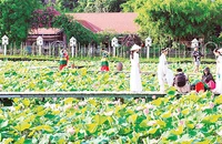Hàng chục héc-ta đất trồng lúa kém hiệu quả đã được nông dân Ninh Bình chuyển đổi sang trồng sen phục vụ du lịch, cho thu nhập cao. (Ảnh MINH ĐƯỜNG)