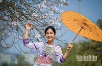 [Ảnh] Thiếu nữ Tây Bắc khoe sắc cùng hoa ban Điện Biên những ngày tháng 3