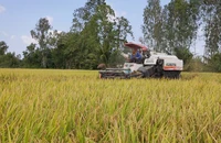 Thu hoạch lúa tại xã Mỹ Đông, huyện Tháp Mười, tỉnh Đồng Tháp.