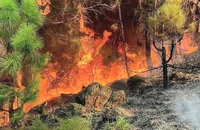 Vụ cháy rừng xảy ra ở khoảnh 1, tiểu khu 1018, xã Thượng Tân Lộc, huyện Nam Đàn từ sáng ngày 12/7 đến sáng ngày 13/7/2023 đã thiêu rụi hơn 10ha rừng đặc dụng, rừng phòng hộ và rừng sản xuất. Tàn thuốc lá được nhận định là nguyên nhân gây ra vụ cháy rừng nghiêm trọng này. Ảnh: Quang Lịch