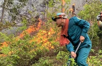 Ngọn lửa bùng phát trở lại ở khu vực rừng thuộc xóm Tân Phong, xã Thanh Khai, huyện Thanh Chương vào sáng nay.
