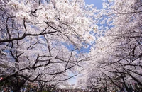Nhật Bản bắt đầu vào mùa hoa anh đào - thời gian hấp dẫn du khách nhất trong năm. (Ảnh: Getty image)