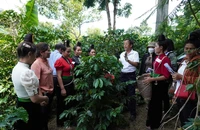 Bảo đảm cho lao động nữ để phát triển ngành cà phê bền vững 