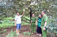 Công an huyện Krông Búk (tỉnh Đắk Lắk) xuống cơ sở, bảo đảm an ninh trật tự, giúp người dân yên tâm thu hoạch sầu riêng.