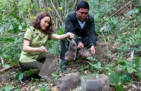 Lực lượng chức năng tỉnh Kon Tum thả động vật hoang dã về lại môi trường tự nhiên. (Ảnh ĐỨC THÀNH)