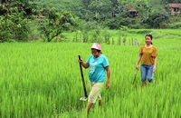 Phụ nữ Đan Lai ở bản tái định cư Thạch Sơn, xã Thạch Ngàn, huyện Con Cuông (Nghệ An) đi thăm đồng.