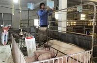 Chăn nuôi lợn theo chuỗi khép kín tại Hợp tác xã Chăn nuôi Hoàng Long (huyện Thanh Oai, Hà Nội).