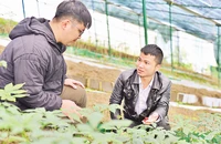 Trần Cao Nguyên (bên phải) chia sẻ cách trồng sâm Ngọc Linh theo công nghệ mới.