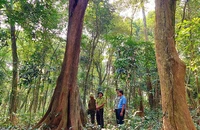 Rừng tự nhiên ở thôn Đông Thành, xã Nam Trạch, huyện Bố Trạch (Quảng Bình) được giữ gìn phát triển tốt.