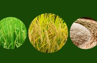 Chặng đường “kỳ tích” của ngành lúa gạo Việt Nam
