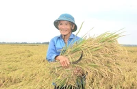 Thu hoạch lúa tại Quảng Trị. (Ảnh: Thu Hương)