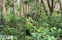 Lực lượng Kiểm lâm Khu Bảo tồn thiên nhiên Ea Sô tuần tra bảo vệ rừng.
