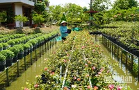 Chăm sóc hoa tại Vườn hồng Tư Tôn, thành phố Sa Đéc. (Ảnh: HỮU NGHĨA)