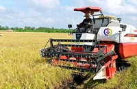 Sản xuất lúa chất lượng cao được triển khai ở nhiều địa phương nhằm nâng cao giá trị cho gạo xuất khẩu của Việt Nam. (Ảnh: TRẦN MINH)