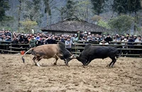 Thi chọi bò trong Ngày hội văn hóa dân tộc H'Mông-Mùa hoa lê huyện Bảo Lạc, tỉnh Cao Bằng. Ảnh: Nông Thế Vĩnh