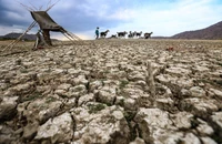 Đàn dê của người dân kiếm ăn trên lòng hồ Phước Trung (huyện Bác Ái, Ninh Thuận) đã cạn trơ đáy. Ảnh: HIỂU MINH