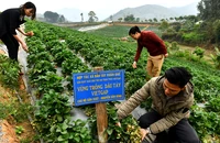  Vùng trồng dâu tây an toàn theo chương trình xây dựng nông thôn mới mang lại hiệu quả kinh tế cao cho người dân xã Cò Nòi, huyện Mai Sơn (Sơn La). (Ảnh NGUYỄN ĐĂNG)