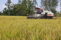 Thu hoạch lúa tại xã Mỹ Đông, huyện Tháp Mười, tỉnh Đồng Tháp. (Ảnh: nhandan.vn)