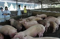 Nuôi lợn theo hướng an toàn sinh học tại huyện Xuân Lộc, Đồng Nai. (Ảnh: nhandan.vn)