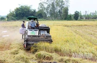 Thu hoạch lúa tại xã Trường Xuân, huyện Tháp Mười, tỉnh Đồng Tháp. (Ảnh: HỮU NGHĨA)