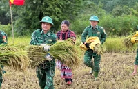 Bộ đội Biên phòng Thừa Thiên Huế giúp dân gặt lúa trước khi cơn bão số 3 đổ bộ vào.