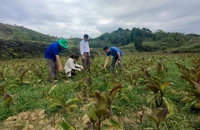 Sở Nông nghiệp và phát triển nông thôn Bắc Kạn kiểm tra tình hình hạn hán tại xã Phúc Lộc, huyện Ba Bể. (Ảnh: THU TRANG)