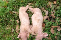 Hai trong số những con lợn bị chết bởi dịch tả lợn châu Phi tại ổ dịch mới phát hiện ở xã Tân Tú. Ảnh: LÊ TRANG