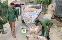 Vận chuyển đem tiêu hủy lợn nhiễm dịch tại xã Dương Quang, thành phố Bắc Kạn. Ảnh: NGỌC TÚ.