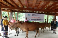 Tổ hợp tác phát triển chăn nuôi gia súc được xây dựng, nhân rộng ở vùng miền núi Thanh Hóa.