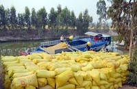 Lúa được tập kết và chờ thương lái đến mua tại huyện Tân Hưng, tỉnh Long An.