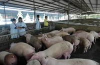 Nuôi lợn theo hướng an toàn sinh học tại huyện Xuân Lộc, Đồng Nai.