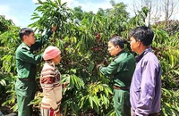 Cán bộ, chiến sĩ lực lượng vũ trang hướng dẫn đồng bào dân tộc thiểu số cách thu hoạch cà-phê.
