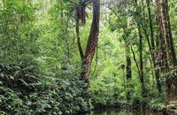Việt Nam sẽ có 6 vùng trồng tập trung 500 nghìn ha rừng mới. (Ảnh: VGP)