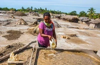 Người phụ nữ thu hoạch muối trong rừng ngập mặn ở Timor-Leste - một quốc đảo đang phát triển. (Ảnh: UNDP)